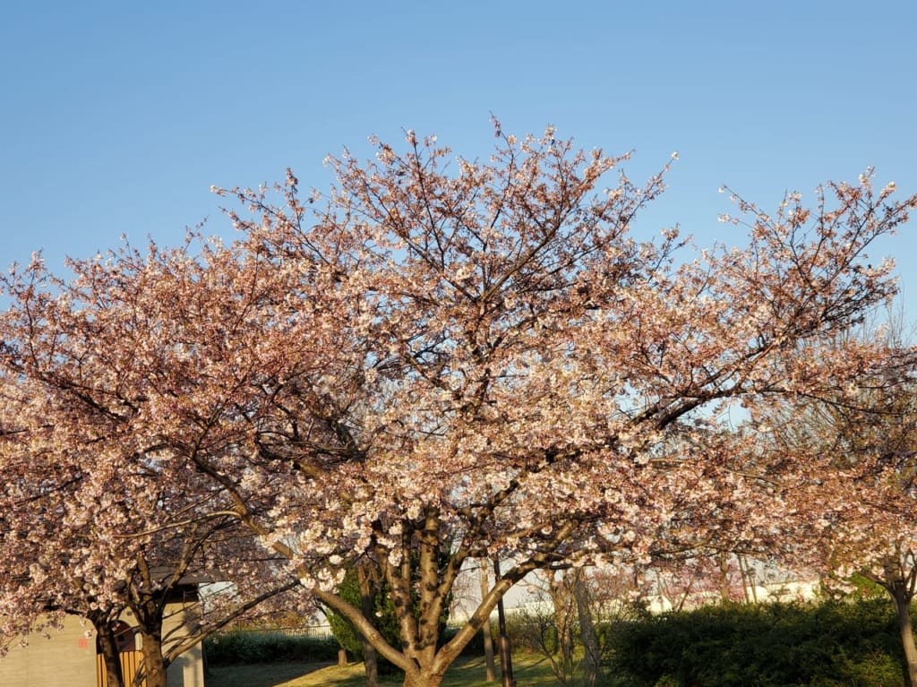 汐入公園