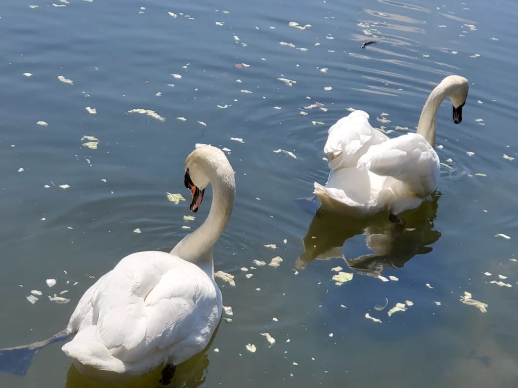 荒川自然公園の白鳥