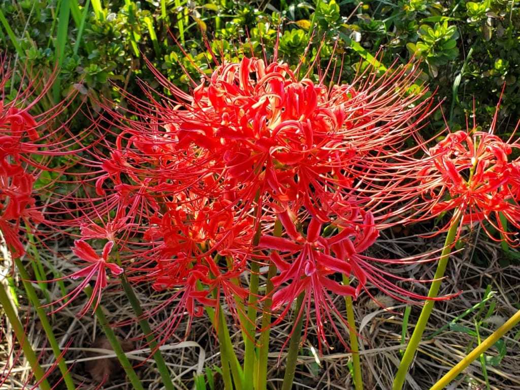 彼岸花