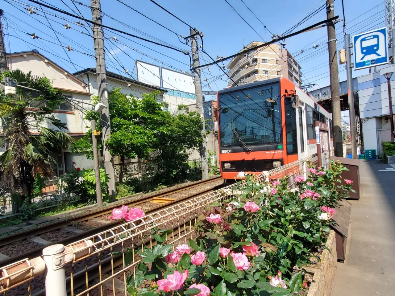 バラ