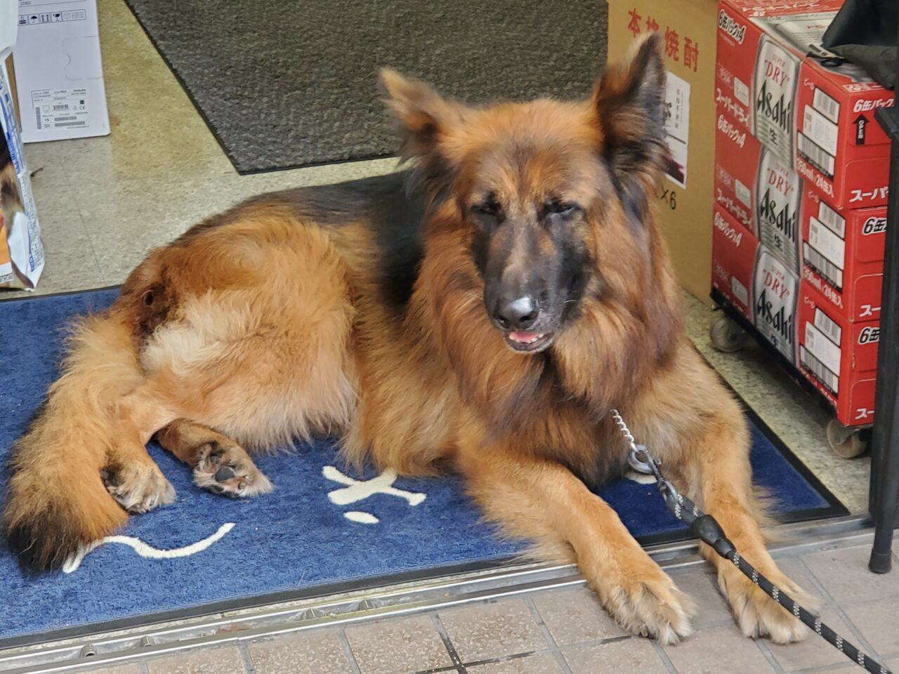 犬