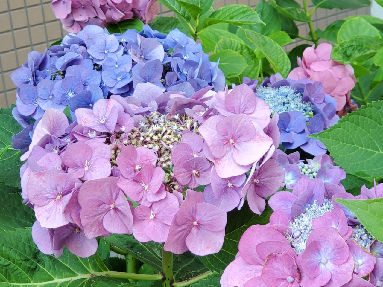 紫陽花