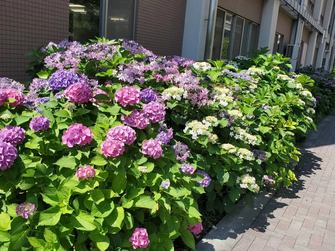 紫陽花