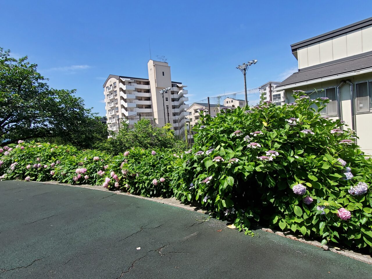 紫陽花