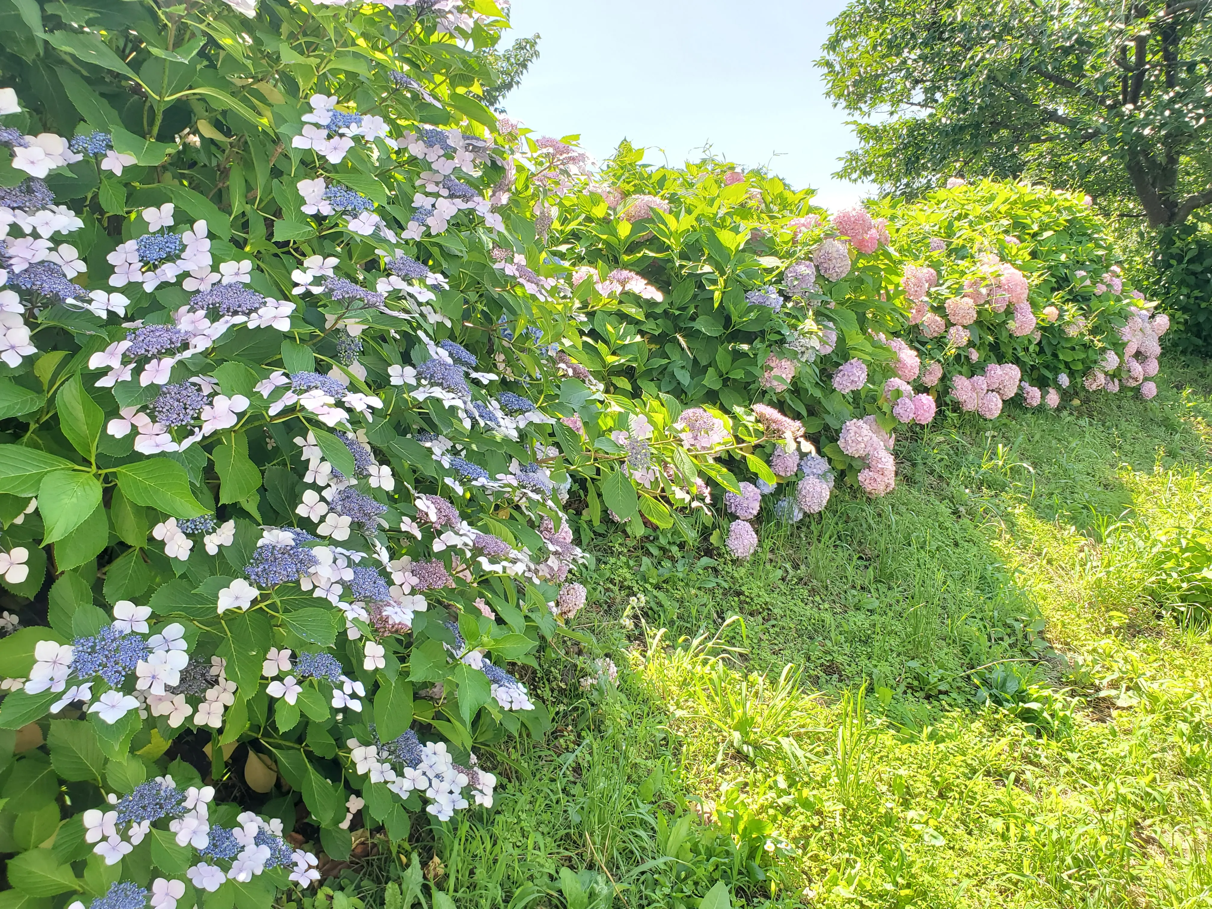 紫陽花