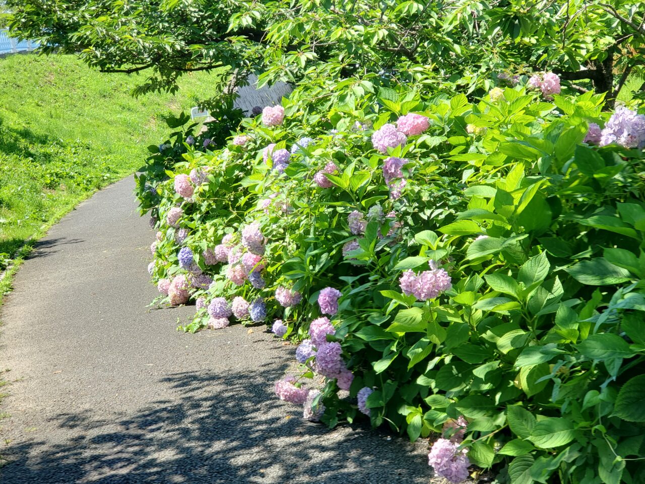 紫陽花
