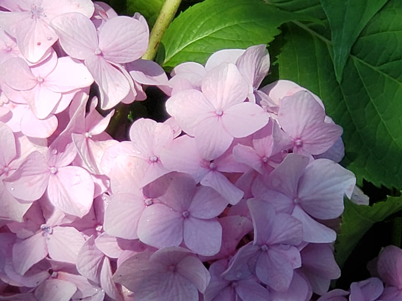 紫陽花