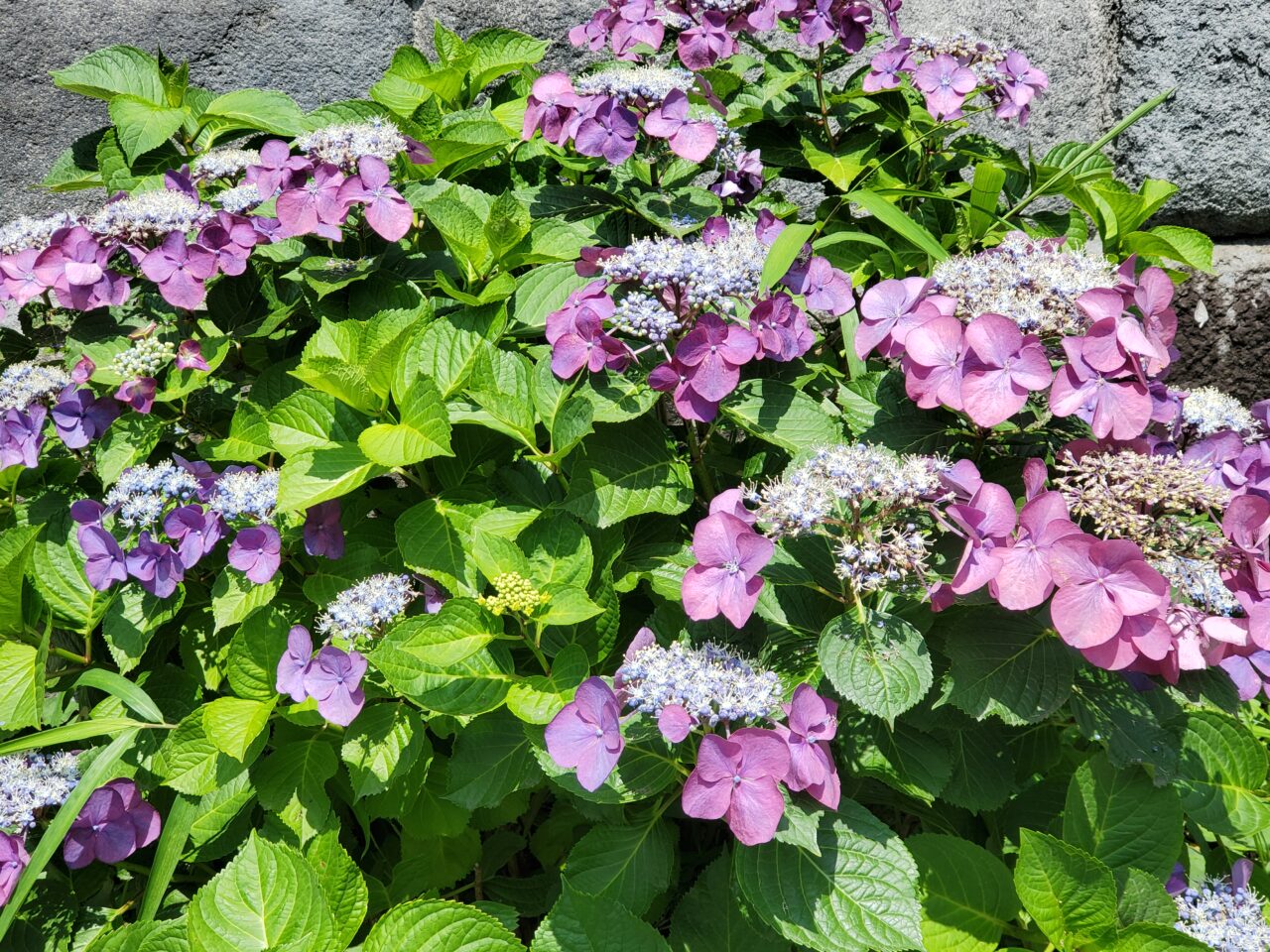 紫陽花