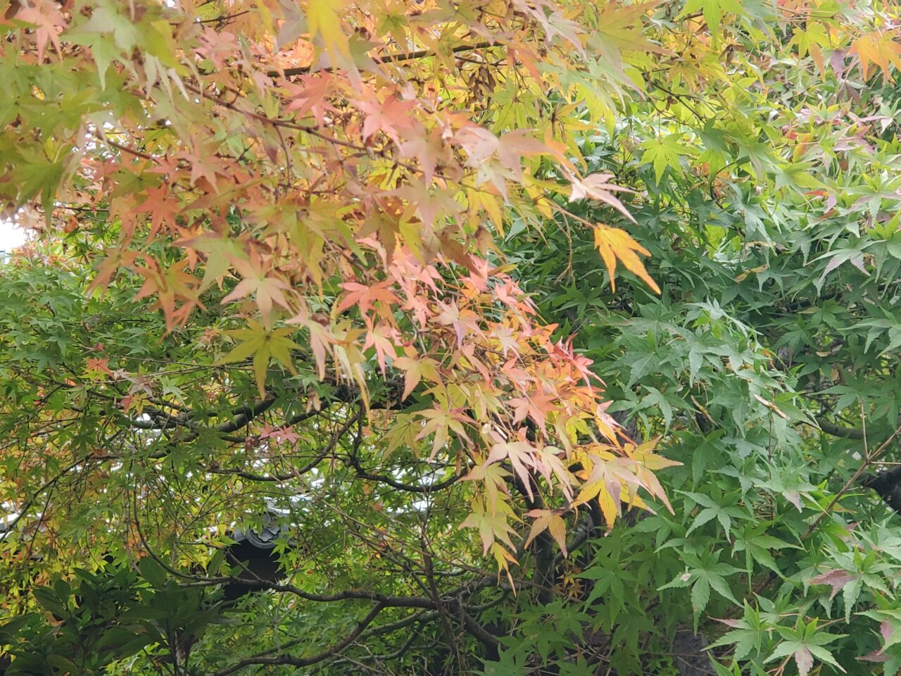 紅葉