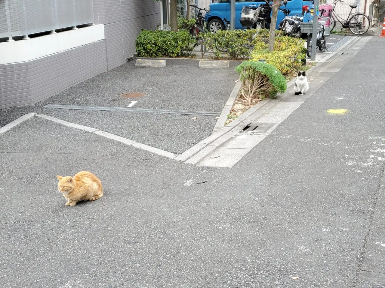 猫