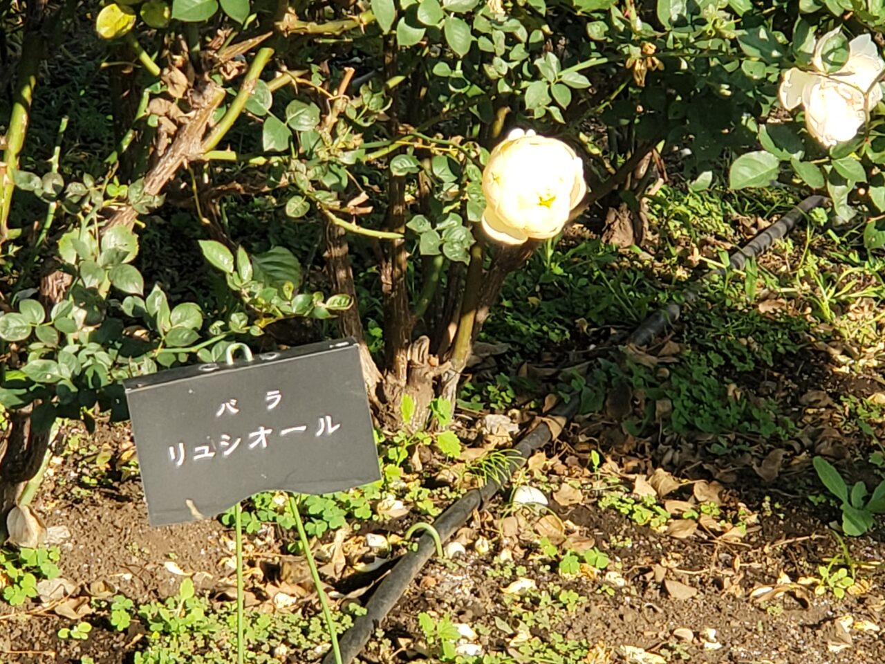 薔薇