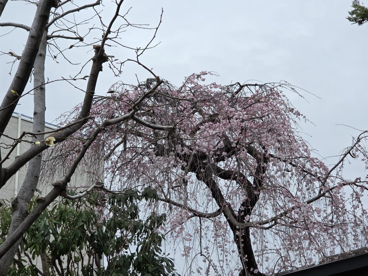 桜