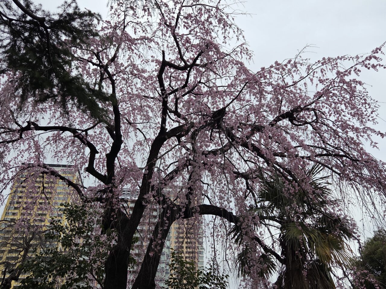 桜