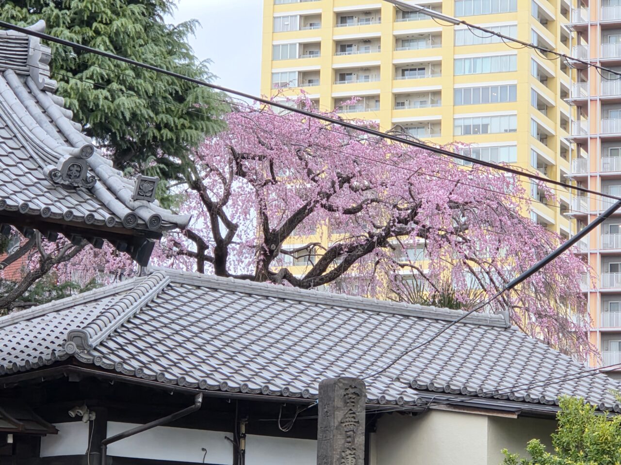 桜