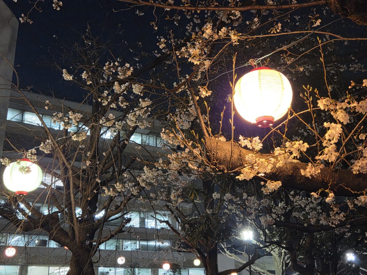 桜