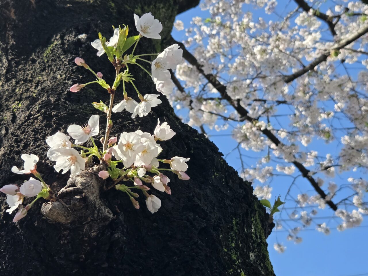 桜