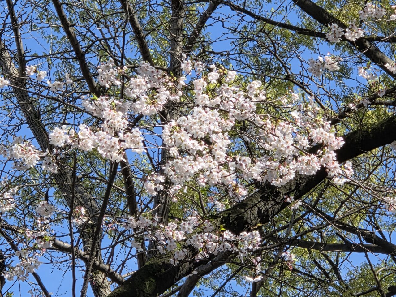 桜