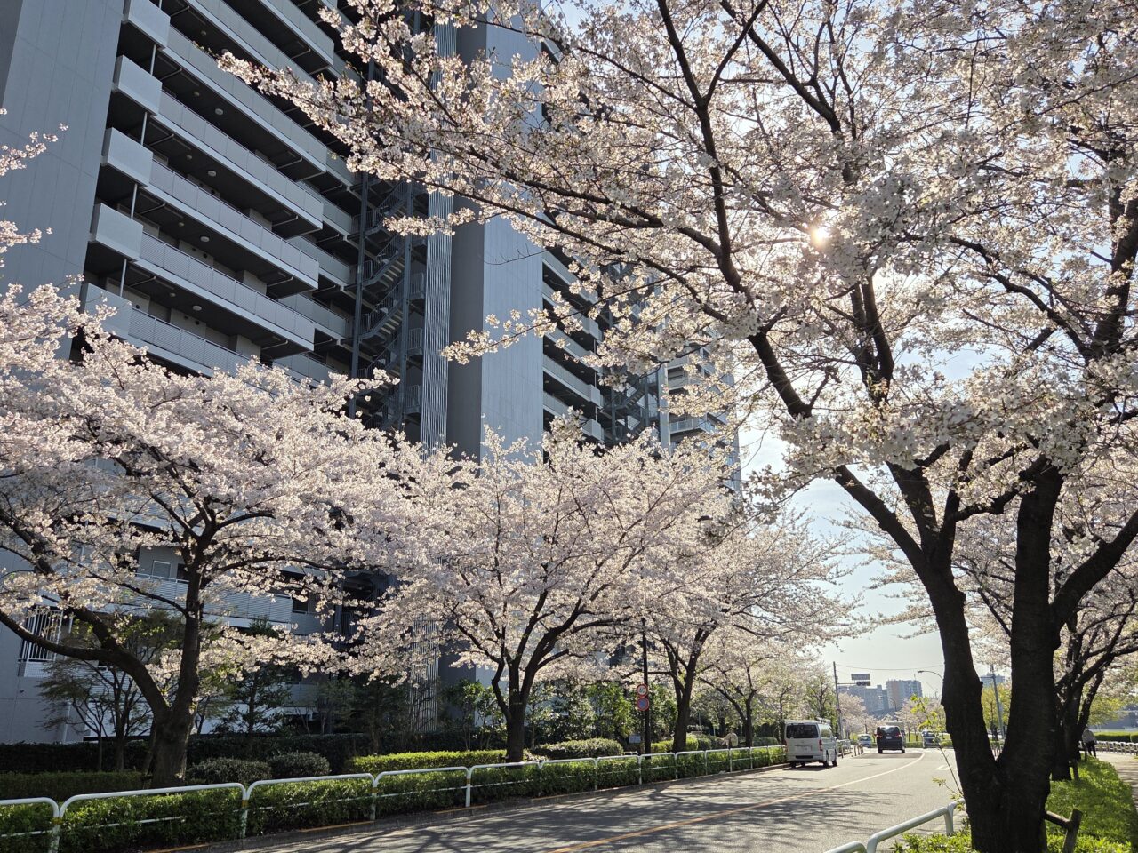 桜