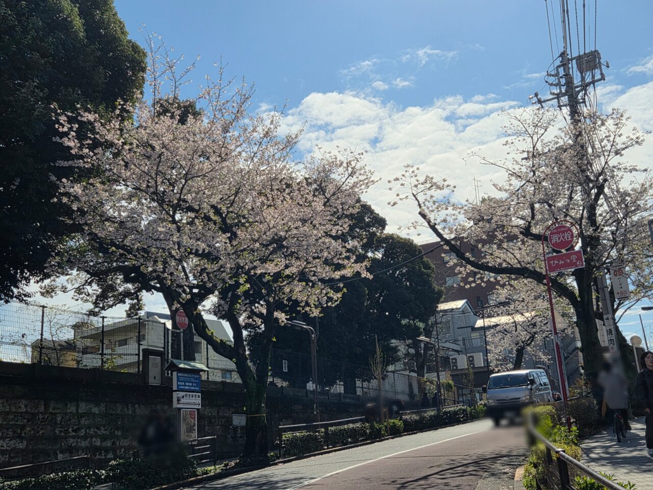 桜