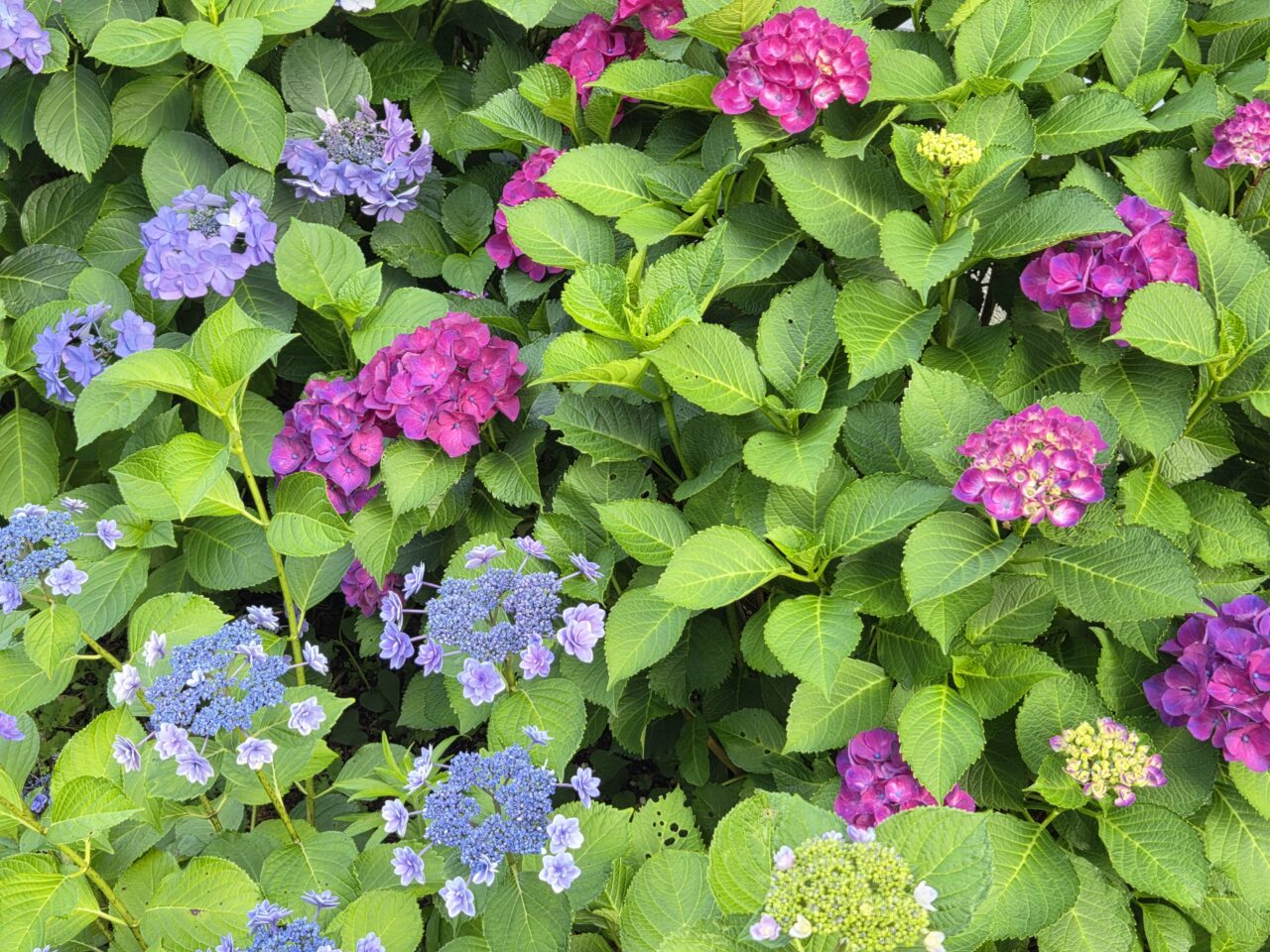 紫陽花