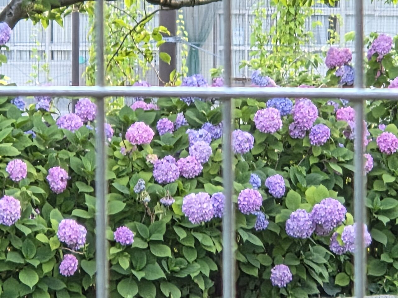 紫陽花