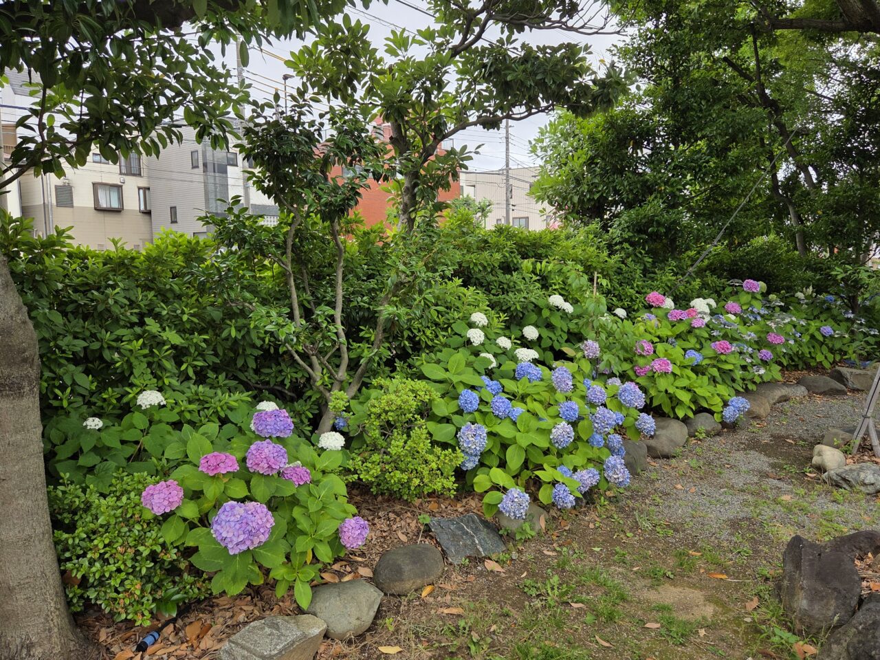 紫陽花
