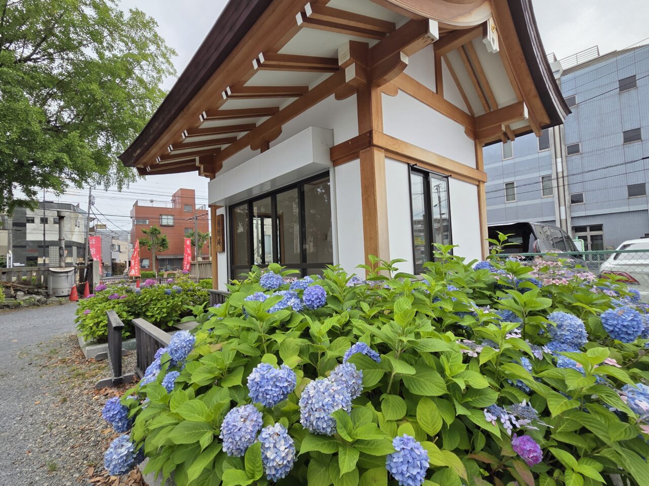 紫陽花