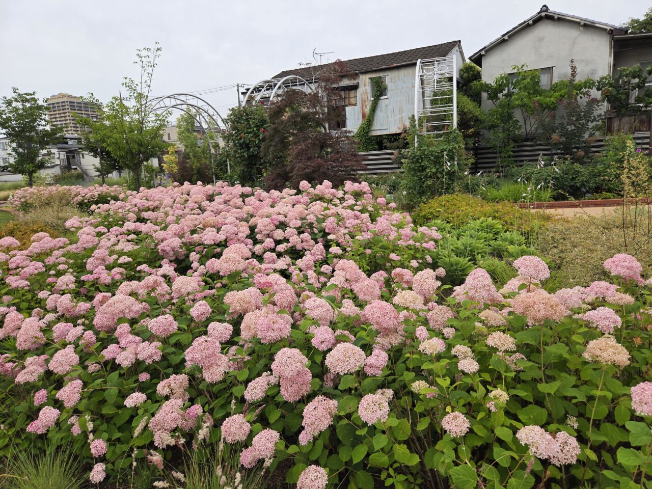 紫陽花