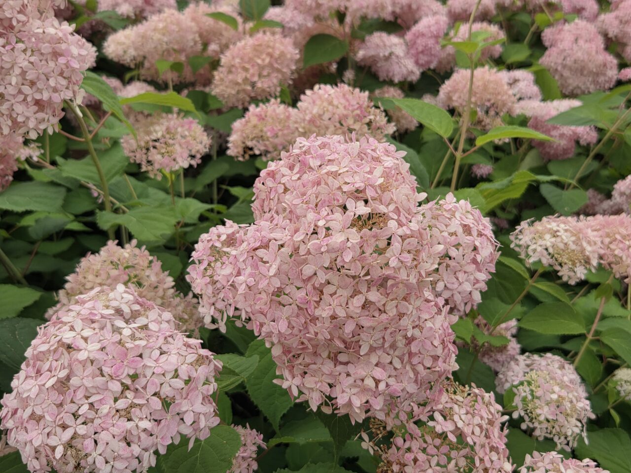 紫陽花