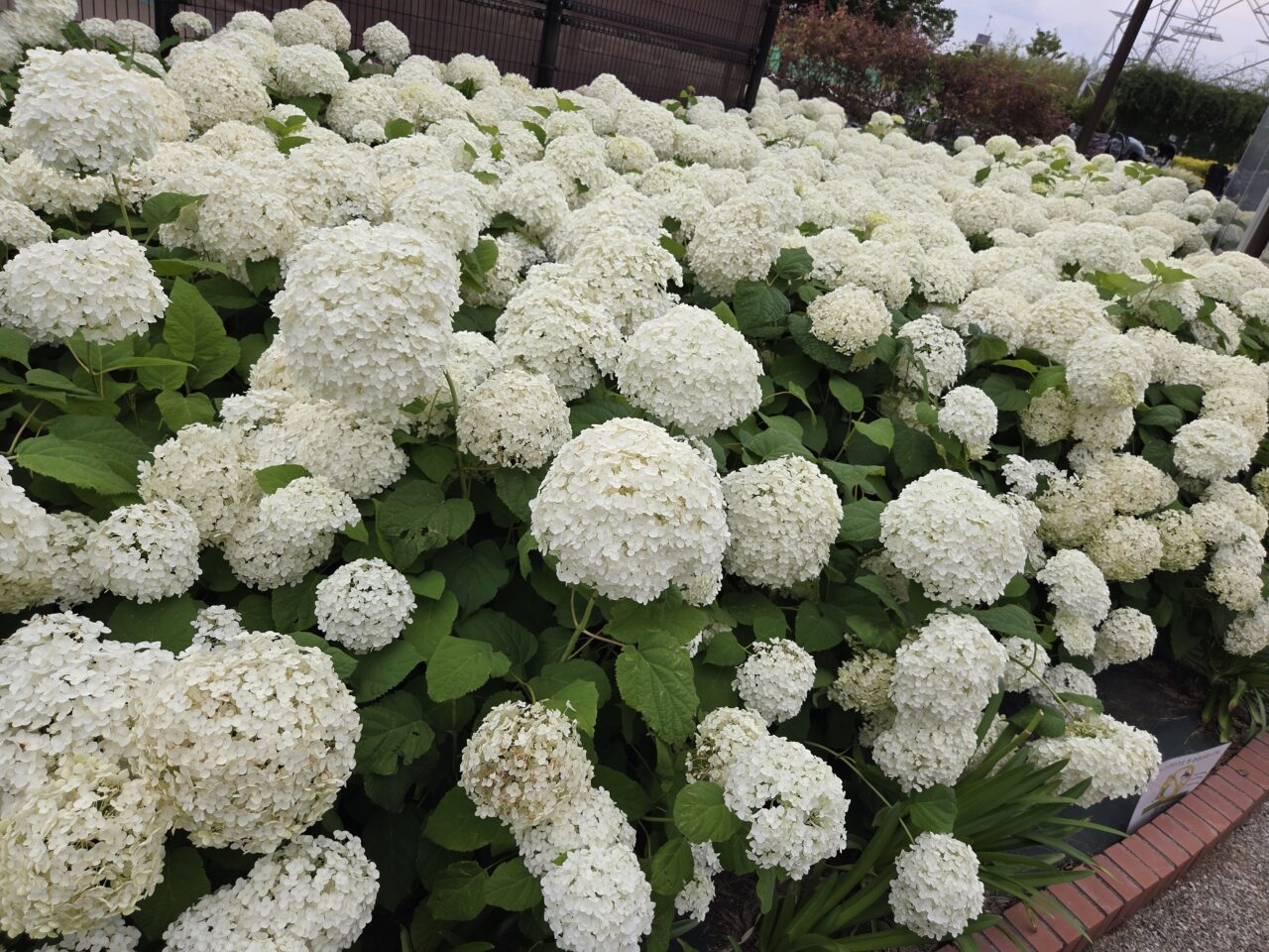 紫陽花