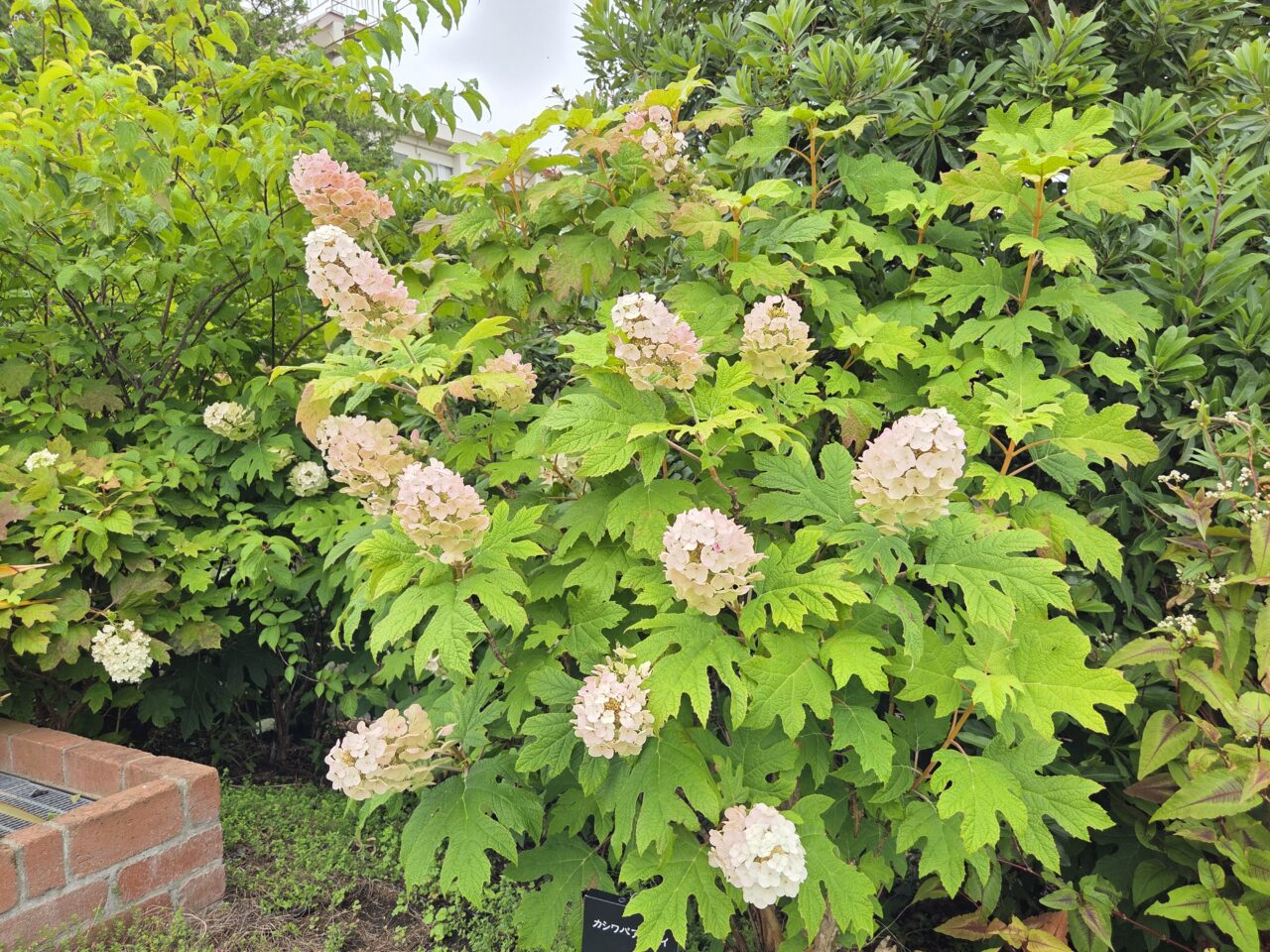 紫陽花