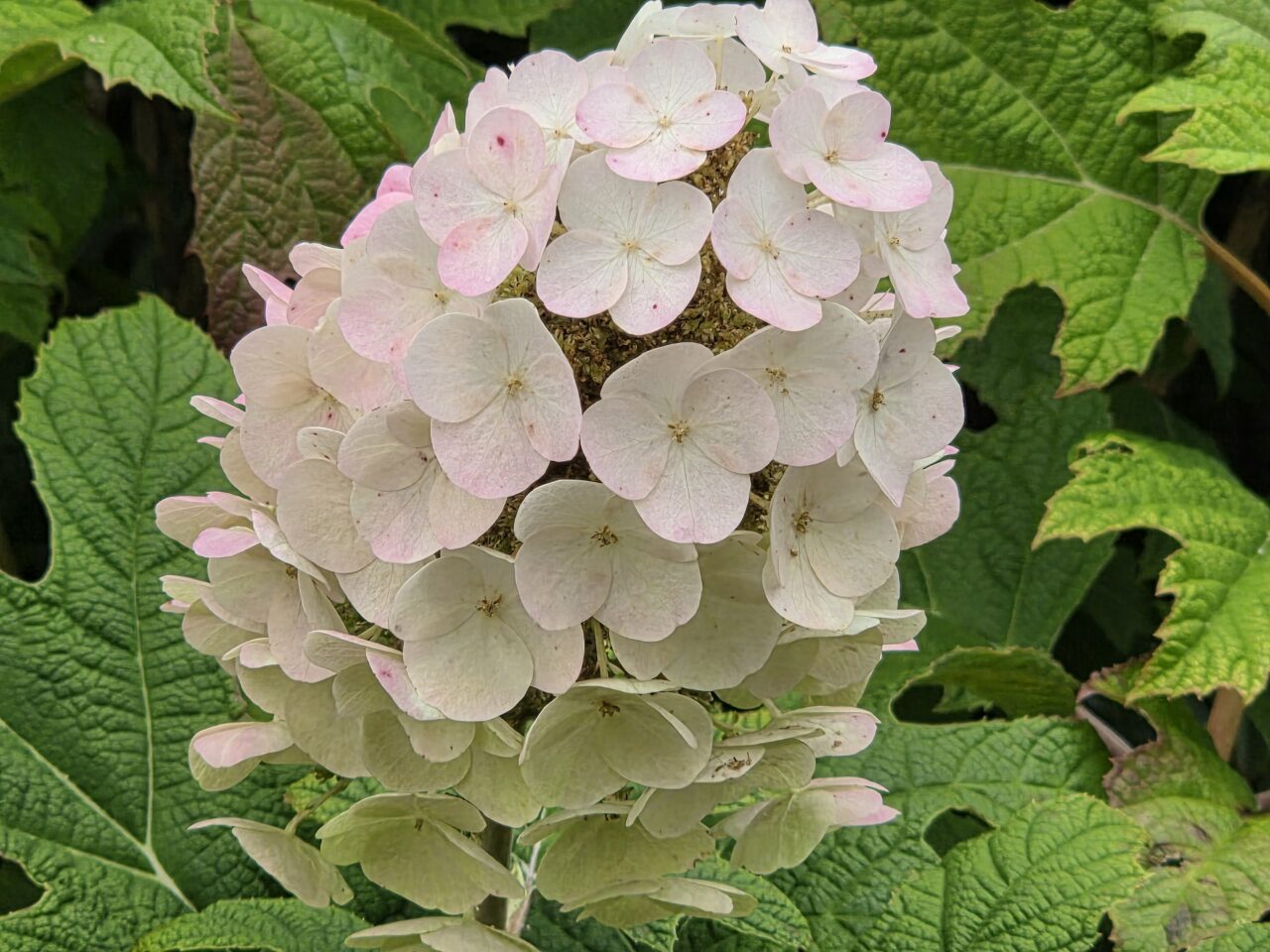 紫陽花