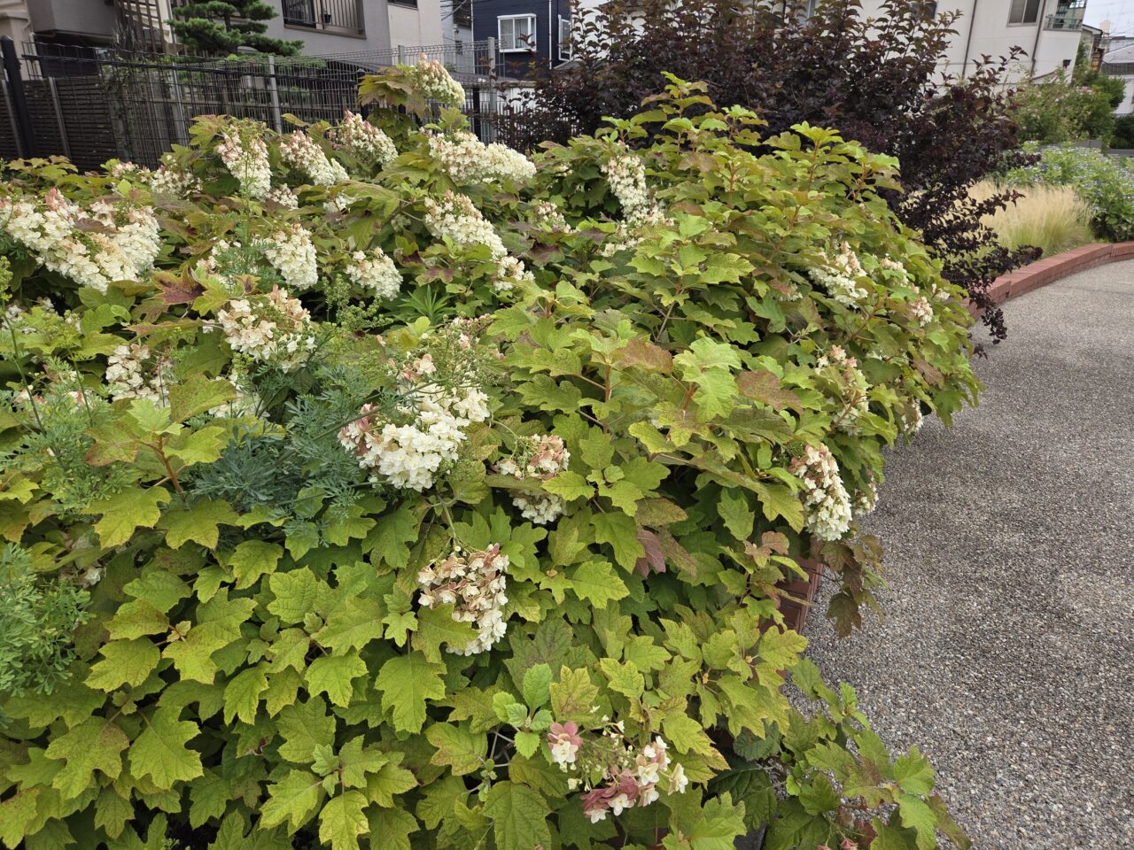 紫陽花