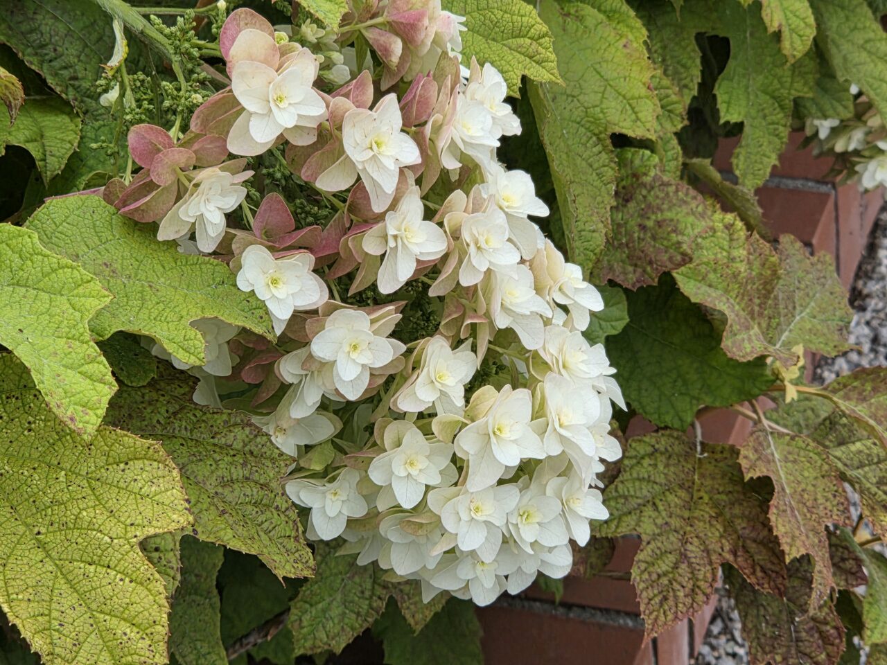 紫陽花