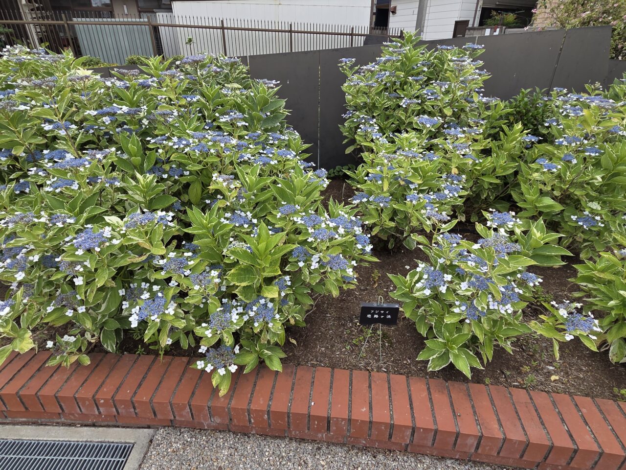 紫陽花