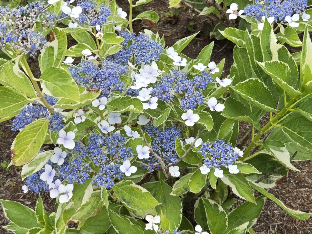 紫陽花