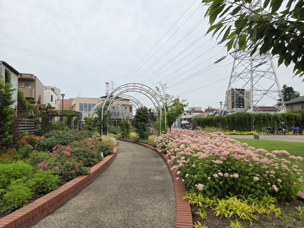 紫陽花