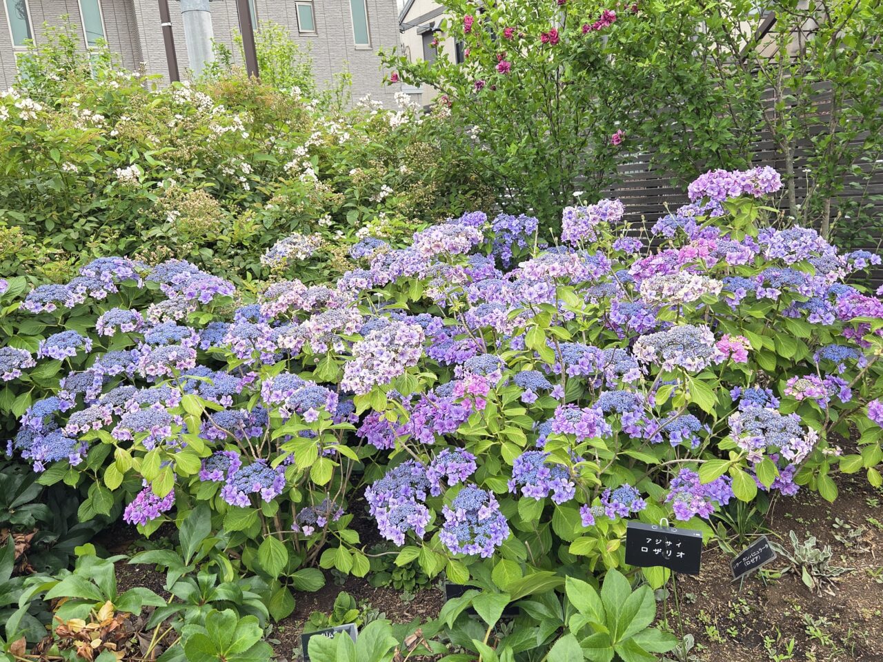 紫陽花