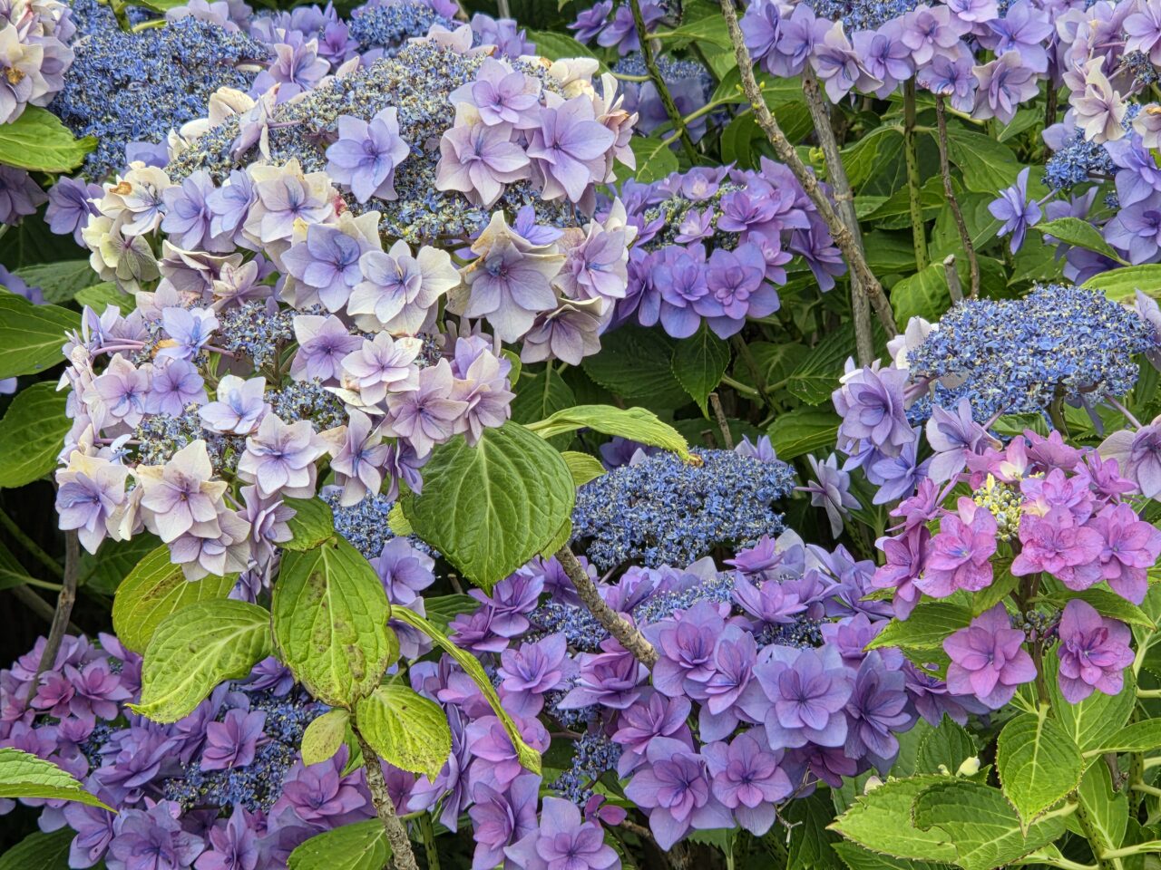 紫陽花