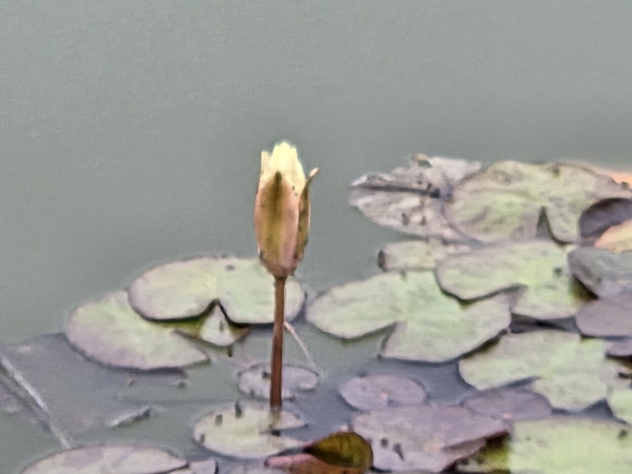 蓮