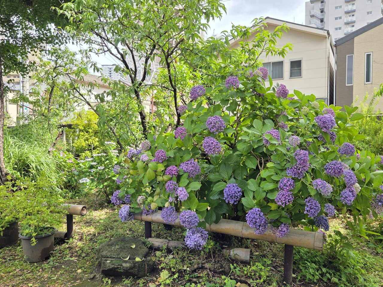 紫陽花
