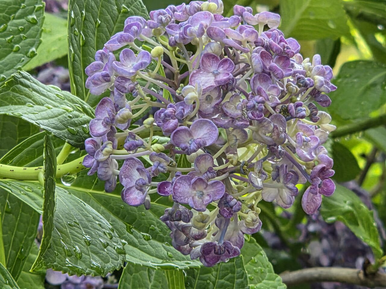 紫陽花
