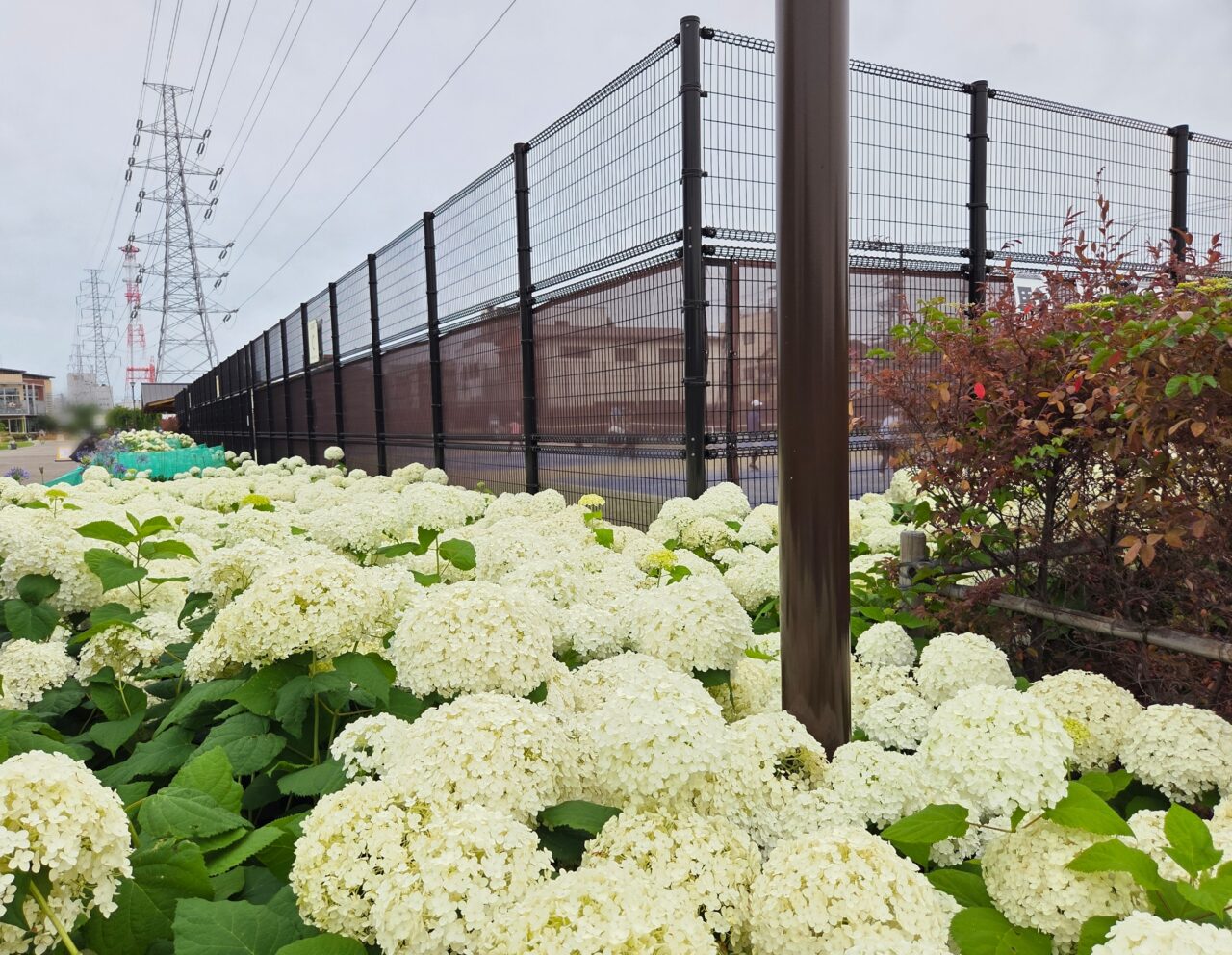 紫陽花