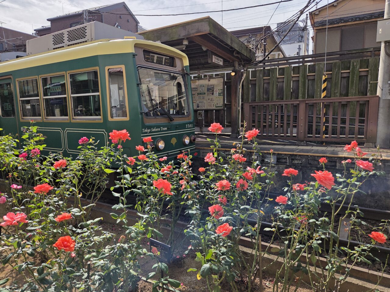 薔薇